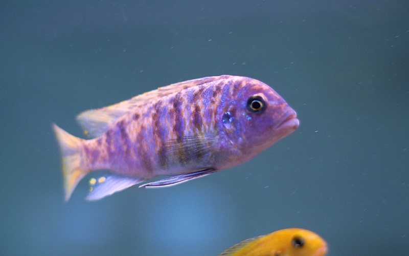 Maylandia zebra 'Chiwi Rocks'